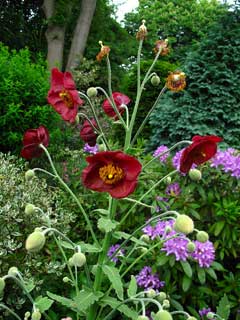 Meconopsis napaulensis Himalayan Poppy