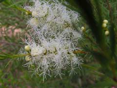 Melaleuca linariifolia Tea Tree