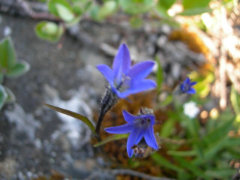Melanocalyx uniflora Arctic Bellflower