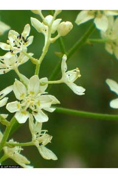 Melanthium virginicum Bunchflower
