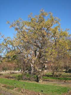 Melia azederach Bead Tree, Pride of India, Chinaberry