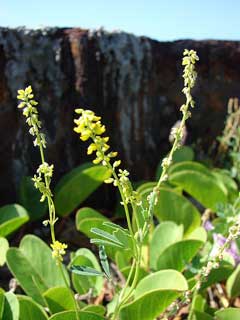 Melilotus indicus Annual Yellow Sweetclover