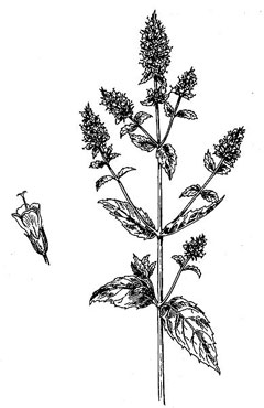 Mentha x piperita officinalis White Peppermint