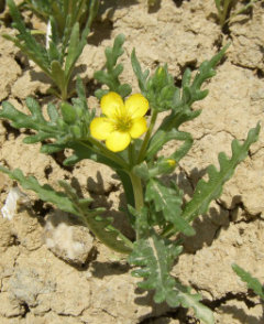 Mentzelia affinis Yellowcomet Blazingstar Mentzelia affinis Yellowcomet Blazingstar