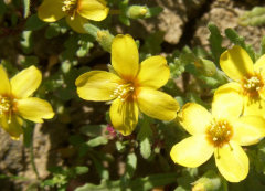 Mentzelia affinis Yellowcomet Blazingstar Mentzelia affinis Yellowcomet Blazingstar