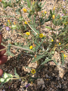 Mentzelia congesta United Blazingstar Mentzelia congesta United Blazingstar