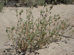 Mentzelia congesta United Blazingstar Mentzelia congesta United Blazingstar