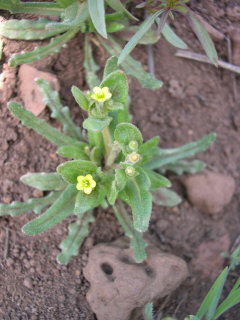 Mentzelia dispersa Bushy Blazingstar