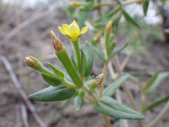 Mentzelia dispersa Bushy Blazingstar