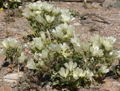 Mentzelia involucrata Whitebract Blazingstar