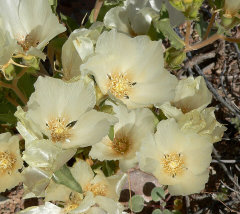 Mentzelia involucrata Whitebract Blazingstar