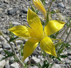 Mentzelia laevicaulis Smoothstem Blazingstar