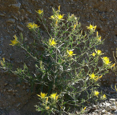 Mentzelia laevicaulis Smoothstem Blazingstar