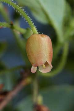 Menziesia ferruginea False Huckleberry, Rusty menziesia