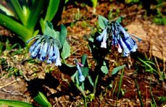 Mertensia longiflora Small bluebells