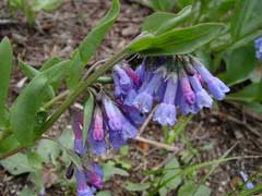 Mertensia oblongifolia Oblongleaf bluebells
