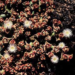 Mesembryanthemum crystallinum Ice Plant, Common iceplant