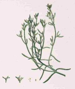 Mesembryanthemum nodiflorum Slender-leaved Iceplant