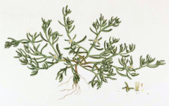 Mesembryanthemum nodiflorum Slender-leaved Iceplant