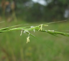 Microlaena stipoides Weeping rice grass
