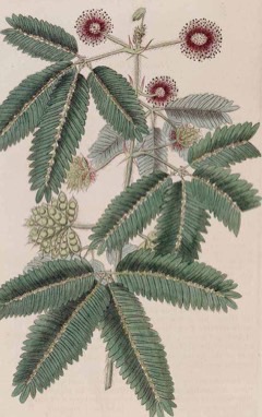 Mimosa_pudica Morivivir, Sensitive Plant