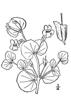 Mimulus geyeri Monkey Flower