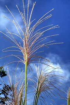 Miscanthus floridulus Pacific Island silvergrass, Giant Eulalia Grass,  Giant Chinese Silver  Grass
