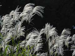 Miscanthus sacchariflorus Amur Silver Grass