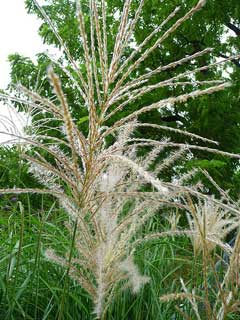 Miscanthus sinensis Eulalia, Chinese silvergrass, Silver Feather, Eulalia Grass, Japanese Silver Grass, Ornamental Grass