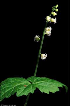 Mitella diphylla Mitrewort, Twoleaf miterwort