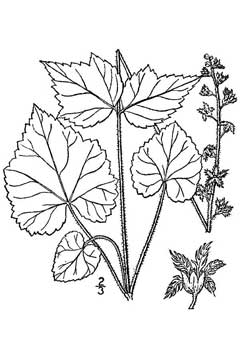Mitella diphylla Mitrewort, Twoleaf miterwort