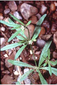 Mollugo_verticillata Indian Chickweed, Green carpetweed
