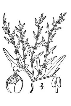 Monolepis nuttalliana Poverty Weed, Nuttall