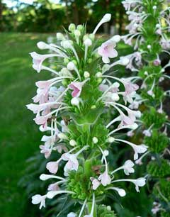 Morina longifolia Whorlflower