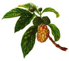Morinda citrifolia Noni, Indian Mulberry