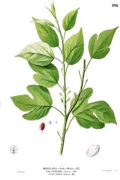 Morus alba White Mulberry, Common Mulberry,