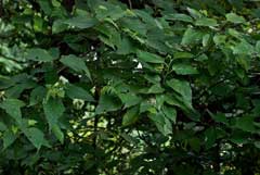 Morus australis Korean Mulberry, Aino Mulberry