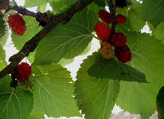 Morus_nigra Black Mulberry