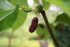 Morus rubra Red Mulberry, Common Mulberry, White Mulberry