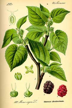Morus species Mulberry