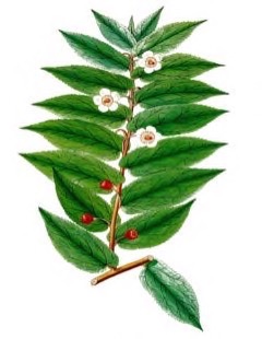 Muntingia calabura Calabura, Panama berry, Capulin