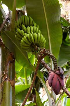 Musa acuminata Dwarf Banana, Edible banana