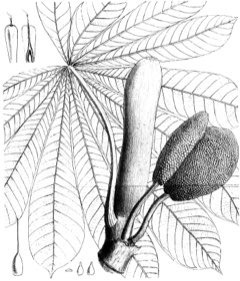Musanga cecropioides Corkwood