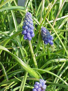 Muscari neglectum Grape Hyacinth, Starch grape hyacinth