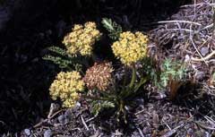 Musineon divaricatum Wild Parsley, Leafy wildparsley,  Hooker
