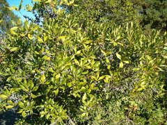 Myrica cerifera Wax Myrtle - Bayberry Wild Cinnamon, Southern Bayberry, Wax Myrtle, Southern Wax Myrtle