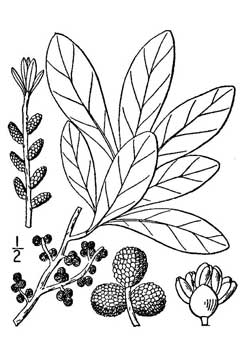 Myrica heterophylla Bayberry