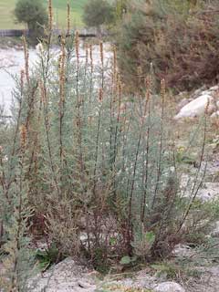 Myricaria germanica 