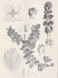 Myriophyllum sibiricum Siberian, American, common, or northern watermilfoil
