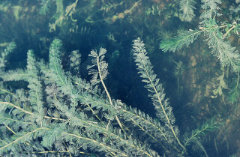 Myriophyllum sibiricum Siberian, American, common, or northern watermilfoil